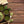 Load image into Gallery viewer, MATCHA GREEN TEA - 100% ORGANIC
